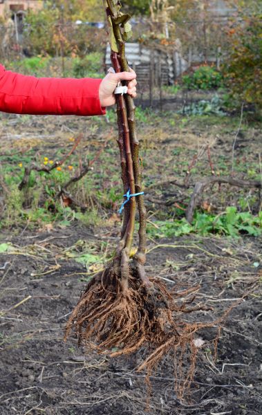 Shrub Root Removal in Santa Maria