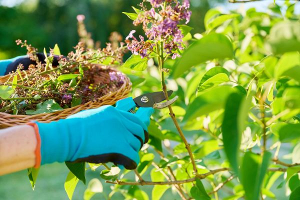 Lilac Trimming Service in Santa Maria