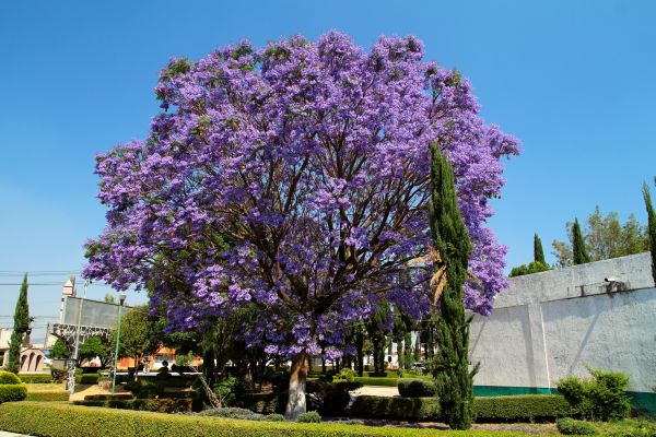 Jacaranda Pruning in Santa Maria