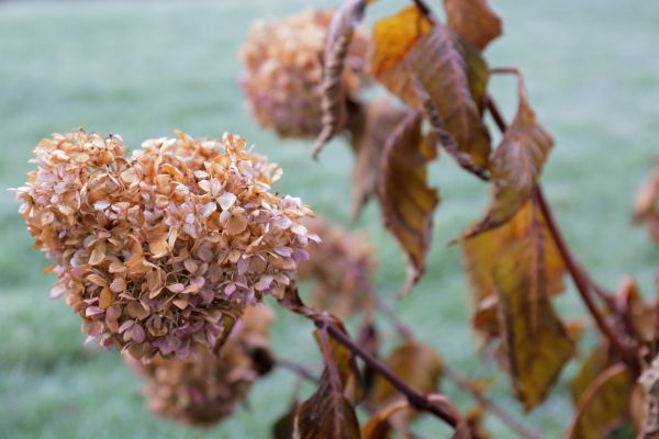 Hydrangea Removal in Santa Maria