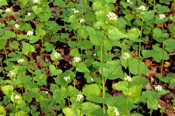 Garlic Mustard Removal in Santa Maria