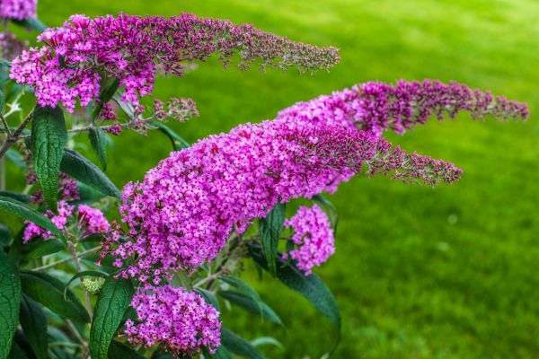 Butterfly Bush Removal in Santa Maria