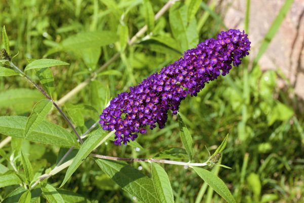 Butterfly Bush Pruning in Santa Maria