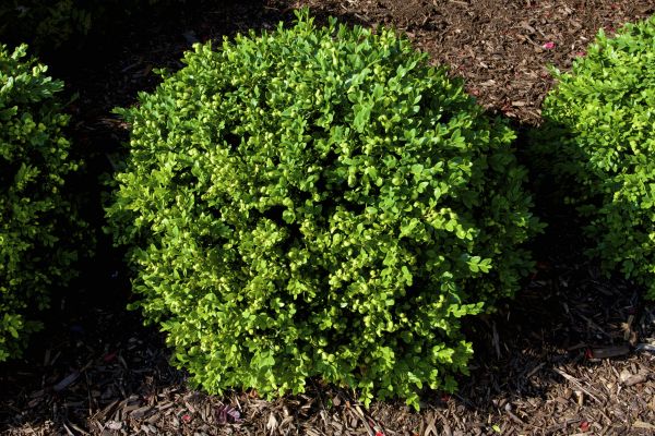 Boxwood Removal in Santa Maria