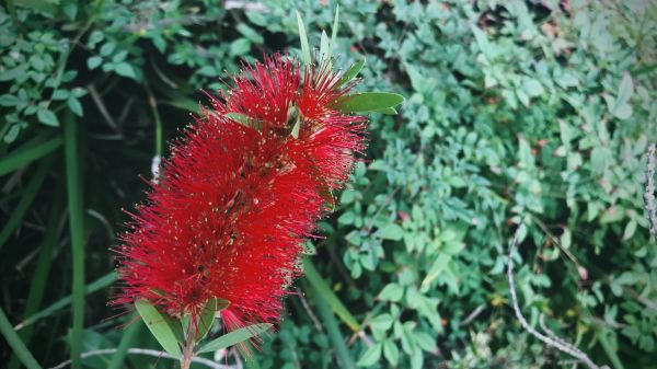 Bottlebrush Pruning in Santa Maria