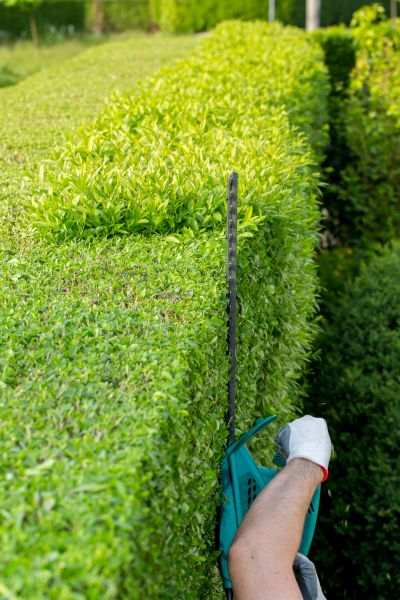 Hedge Trimming in Santa Maria