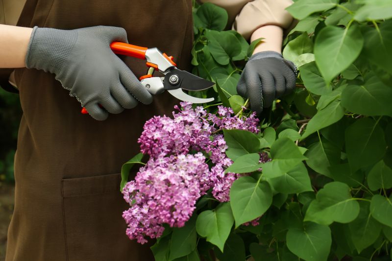 Lilac Trimming Service